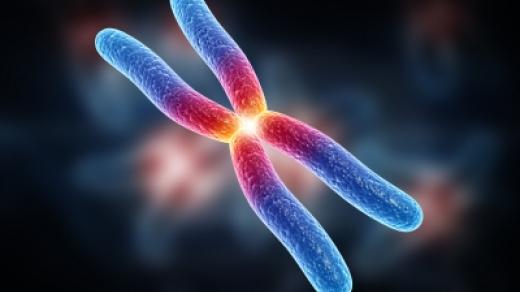 Chromozom (ilustrační foto)