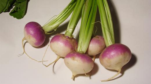 Brukev řepák vodnice