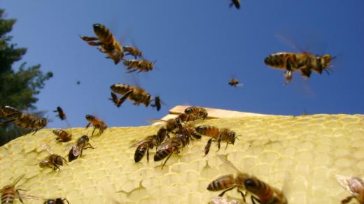 Včely (Ilustrační foto).