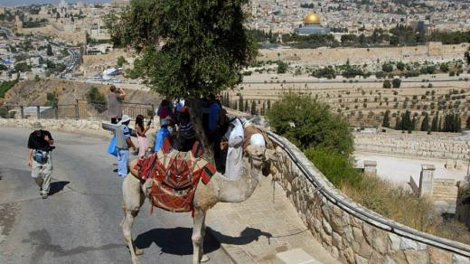Izrael povolil Palestincům provozovat na Olivové hoře jednoho velblouda