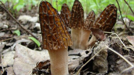 Smrž Morchella angusticeps - ilustrační foto