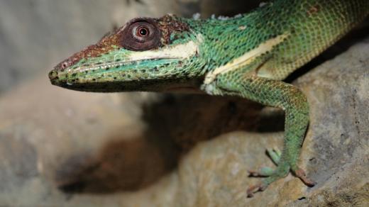Anolis
