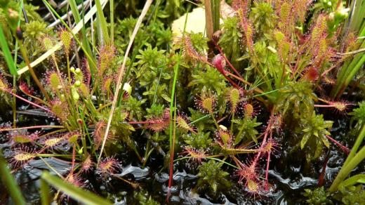 Masožravá rosnatka prostřední