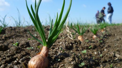 Na Vysočině pěstují zemědělci také barevnou cibuli, šalotku