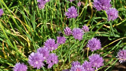 Pažitka pobřežní