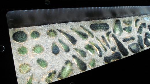 Vitrína s vltavíny