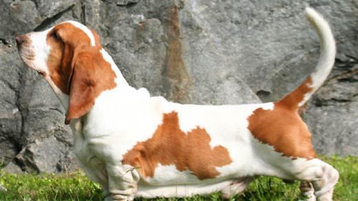 Baset ve výstavním postoji