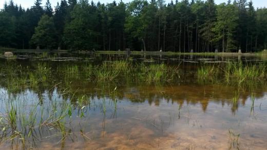Ve vodě žije i masožravá bublinatka jižní