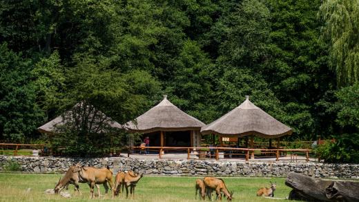 Safari ZOO Ostrava