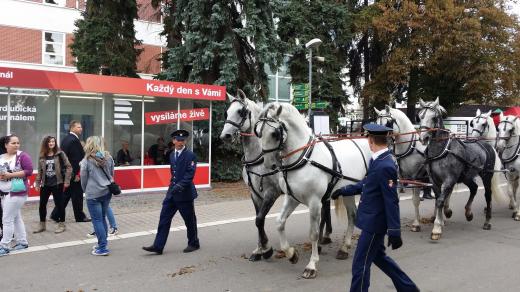 Osmispřeží kladrubských koní tradičně vozí na start Velké pardubické startéra 