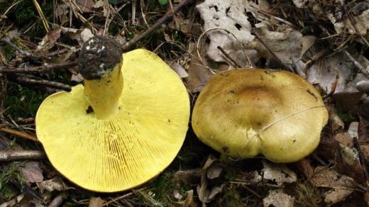 Čirůvka zelánka (Tricholoma equestre)