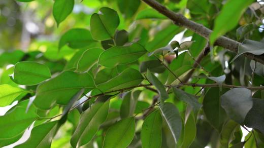 Fíkus - Ficus benjamina