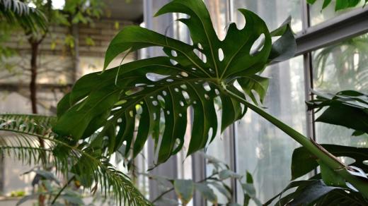 Monstera