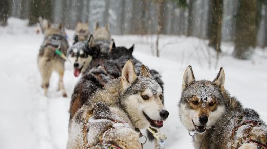 Mushing, psí spřežení