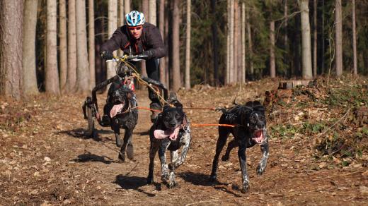 Mushing