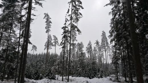 Naučná stezka Borovice lánská