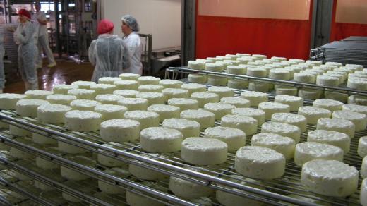 Výroba Sedlčanského hermelínu