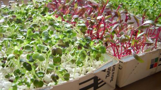 Microgreens na perlitu