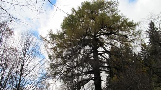 Modřín v Novohradských horách