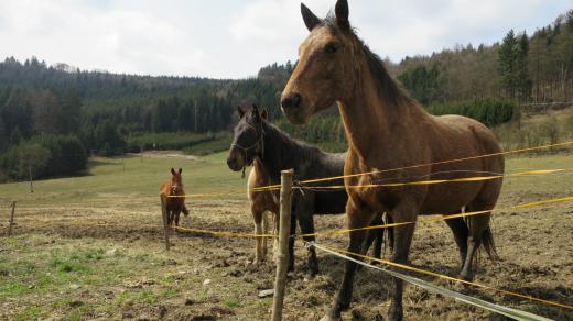 Koně na rančí Oklahoma.jpg