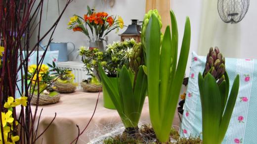 Hyacinty