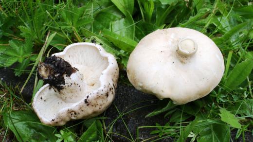 Májovka (Calocybe gambosa)