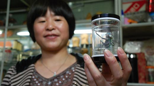 Paní Čju Čju  Šin má obchod s cvrčky už dvacet let