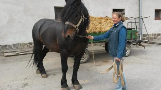 Baramis s Janou Voráčkovou, šéfkou chovu slezského norika