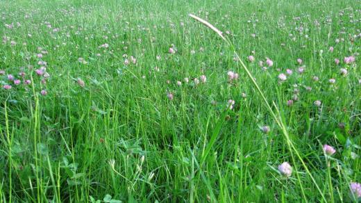 Jetel