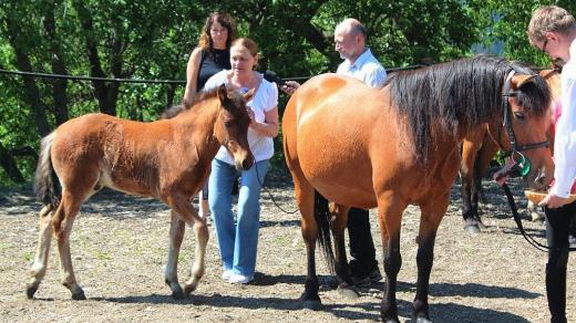 Český rozhlas Hradec Králové kmotrem hříbat na krkonošské Farmě Hucul