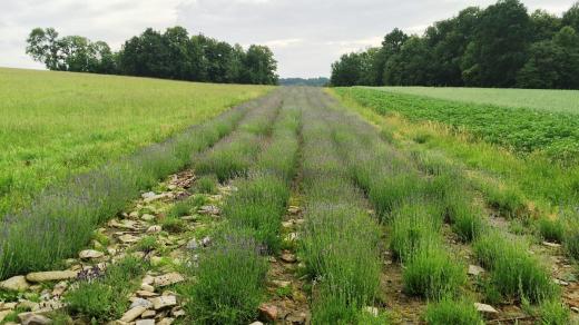 Levandulové pole jako v Provance. Najdete ho ale i u nás - kousek od Hlinska na Vysočině