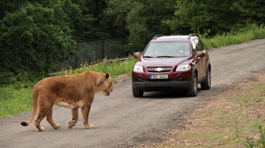 Lví safari, ZOO Dvůr Králové nad Labem