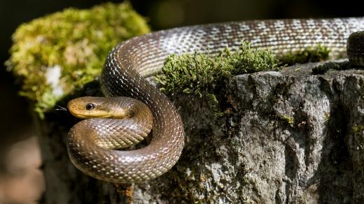 Užovka stromová (Zamenis longissimus)