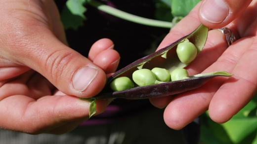 Hrášek, zelenina, vegetarián, vegan