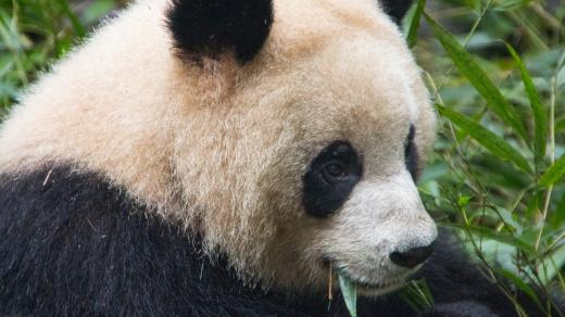 Mezi ohrožené druhy patří například panda