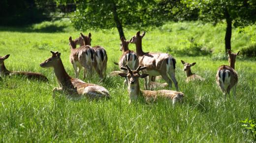 V oboře můžete potkat spoustu daňků