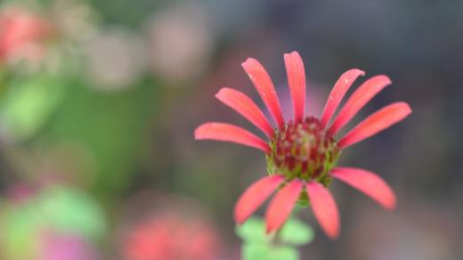 Cínie, Zinnia revoluta, ostálka - květ