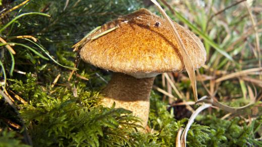 Hřib dutonohý (Boletinus cavipes)