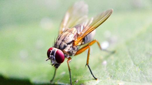 Octomilka