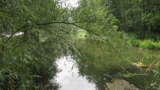 Hned u vstupu do Libického luhu najdete bývalé slepé rameno Labe - Malé Máčidlo