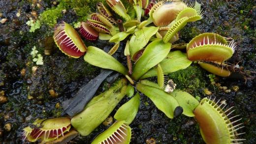 Masožravá rostlina