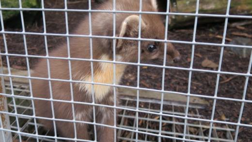 Místní kuna je velmi kamarádská