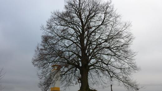 Slanická lípa na podzim