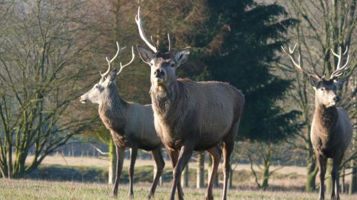 V současnosti v oboře pobíhá na 70 kusů zvěře: jeleni, daňci, mufloni, divoká prasata