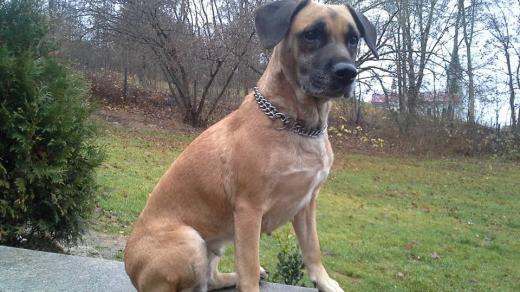 Fenka Melisa, rhodeský ridgeback