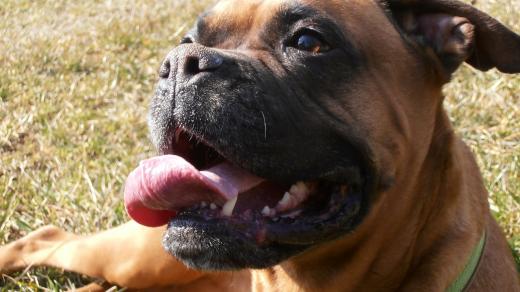 Boxer (ilustrační foto)