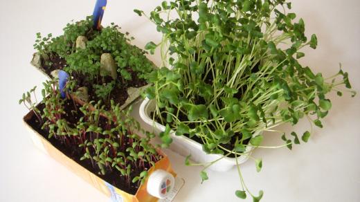 Výhonky zeleniny zvané microgreens mají vysoký obsah vitamínů a minerálů, jsou schopny nám dodat energii. V porovnání s běžnou zeleninou se minizelenina vyznačuje také intenzivnější chutí, ozdobí nám jídlo i stůl, jako dekorace