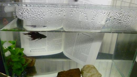 Bible do nepohody nerozhodí voda ani oheň