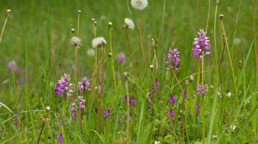 Vstavač vojenský (Orchis millitaris)