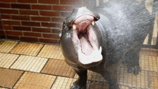 ZOO Dvůr Králové rozšířila svou skupinu hrošíků liberijských o samičku Malayu